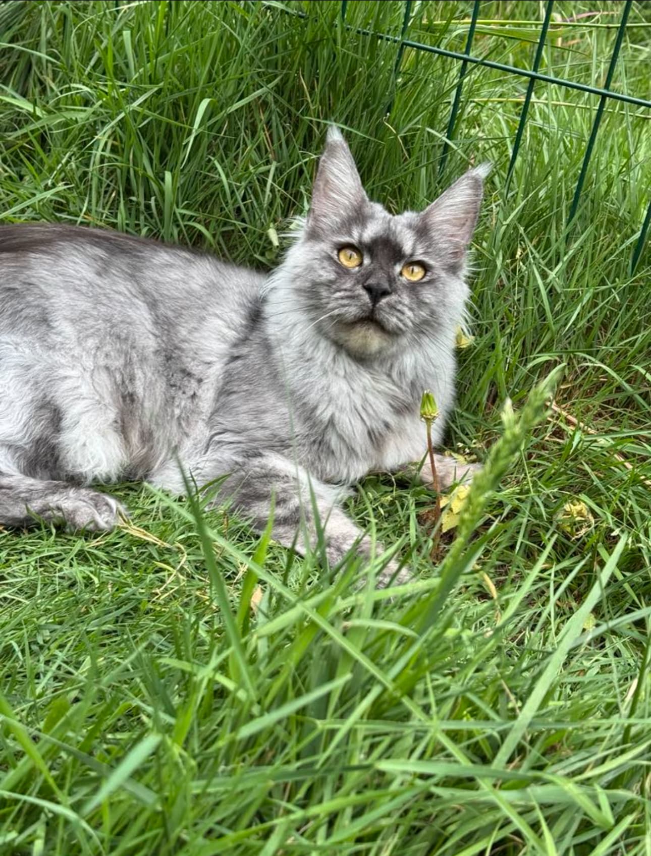 UMÉA DE LA FORÊT DE SAPINS
