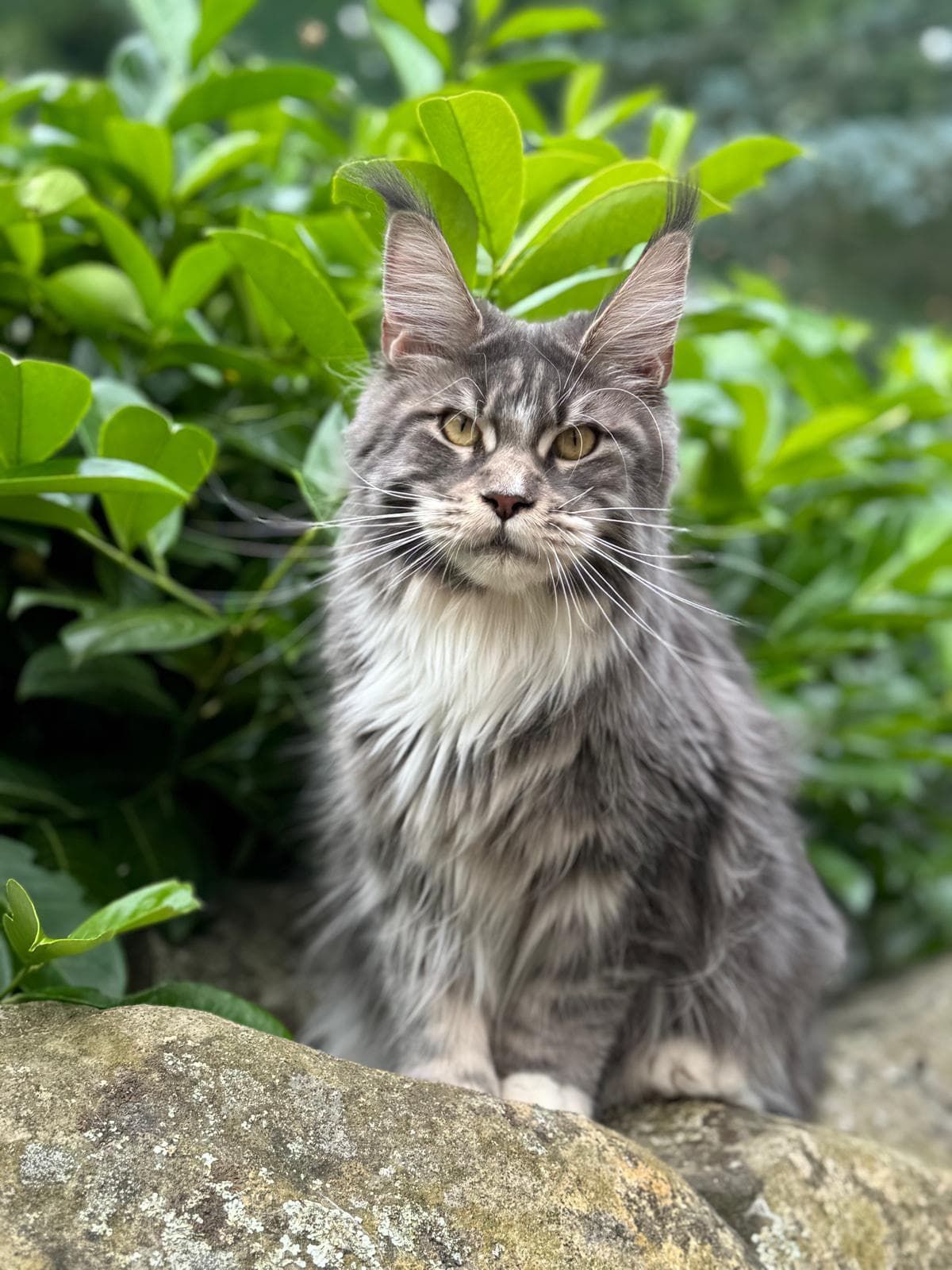 WildBeauty Coon Queen