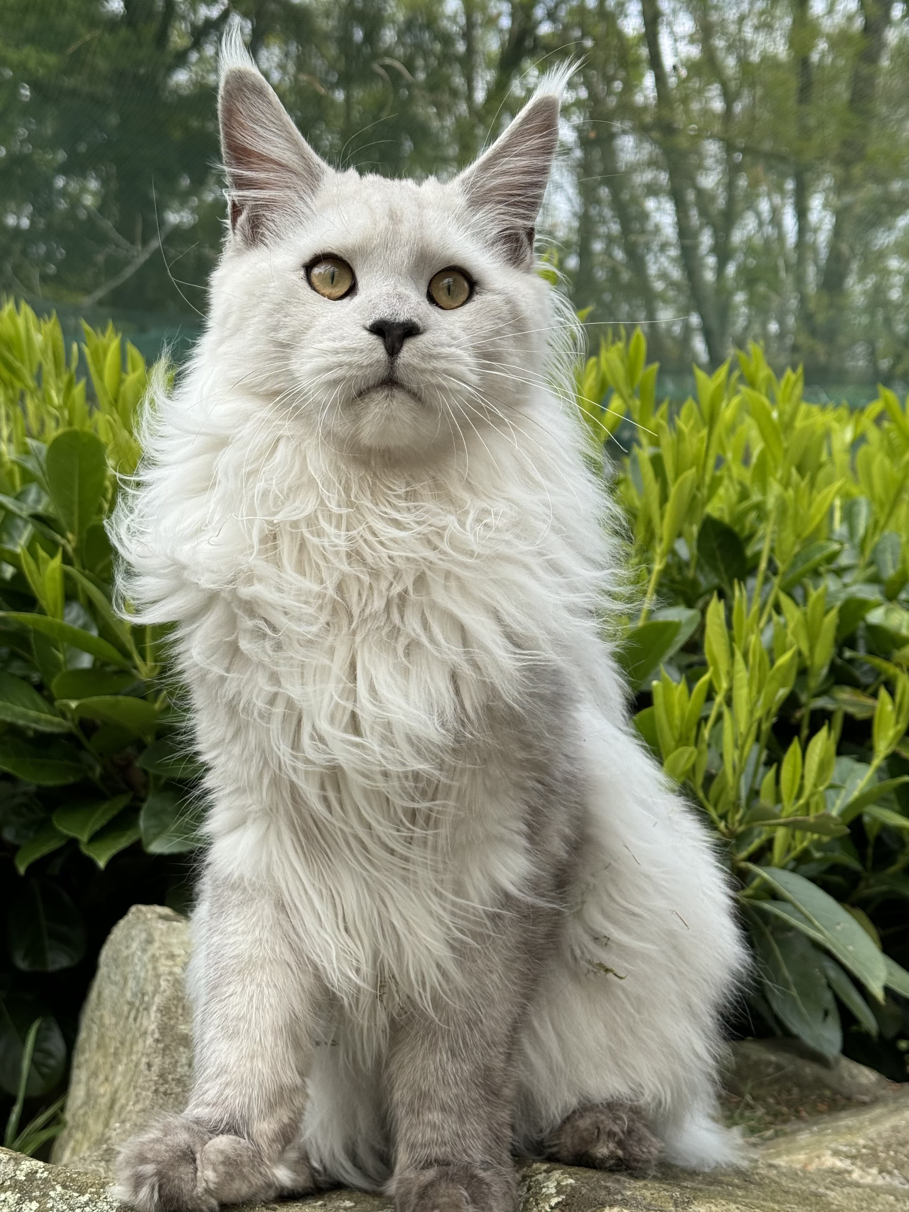 ULYS DE LA FORET DE SAPINS