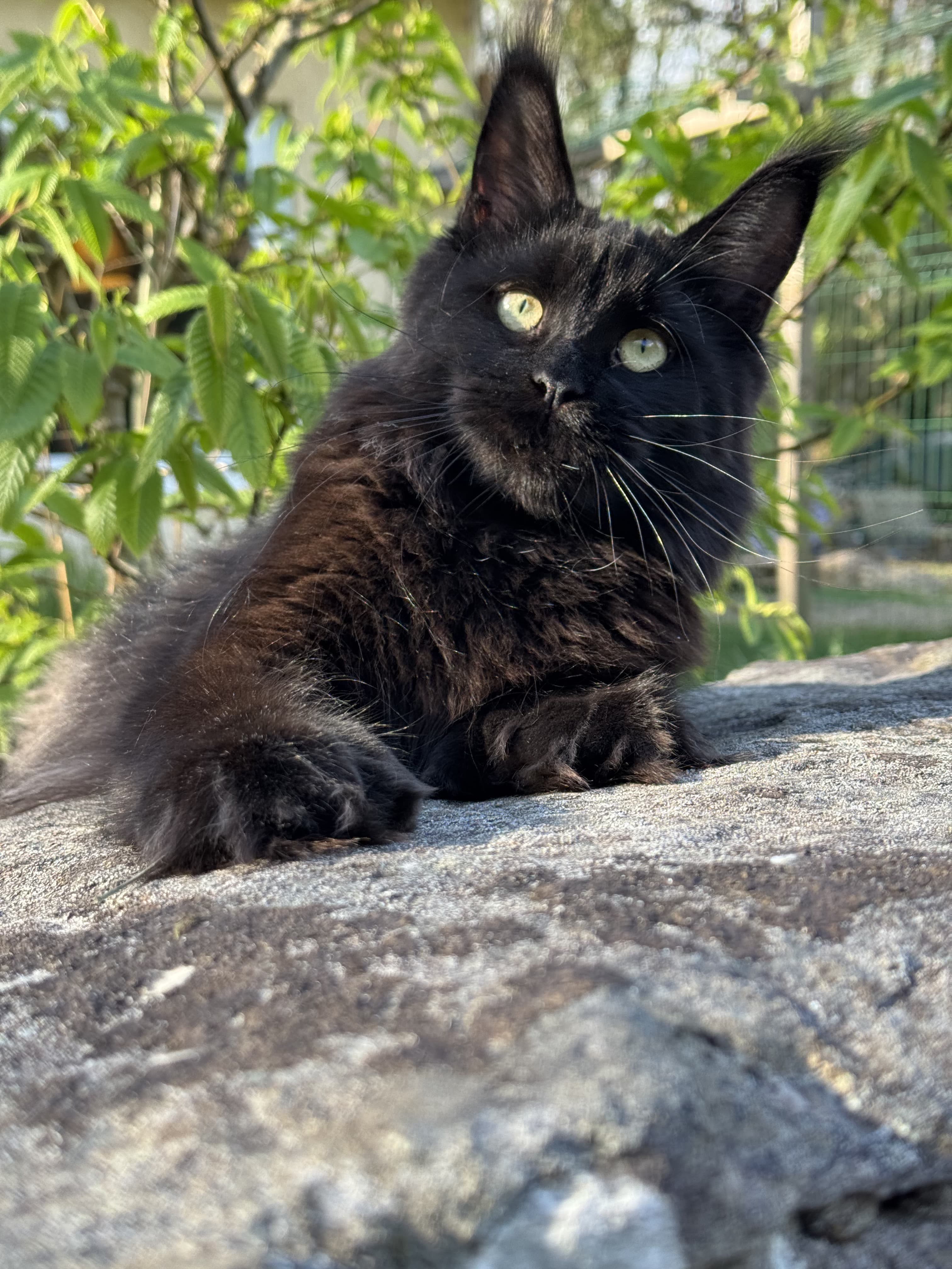 WILDBEAUTYCOON ORMANA PP