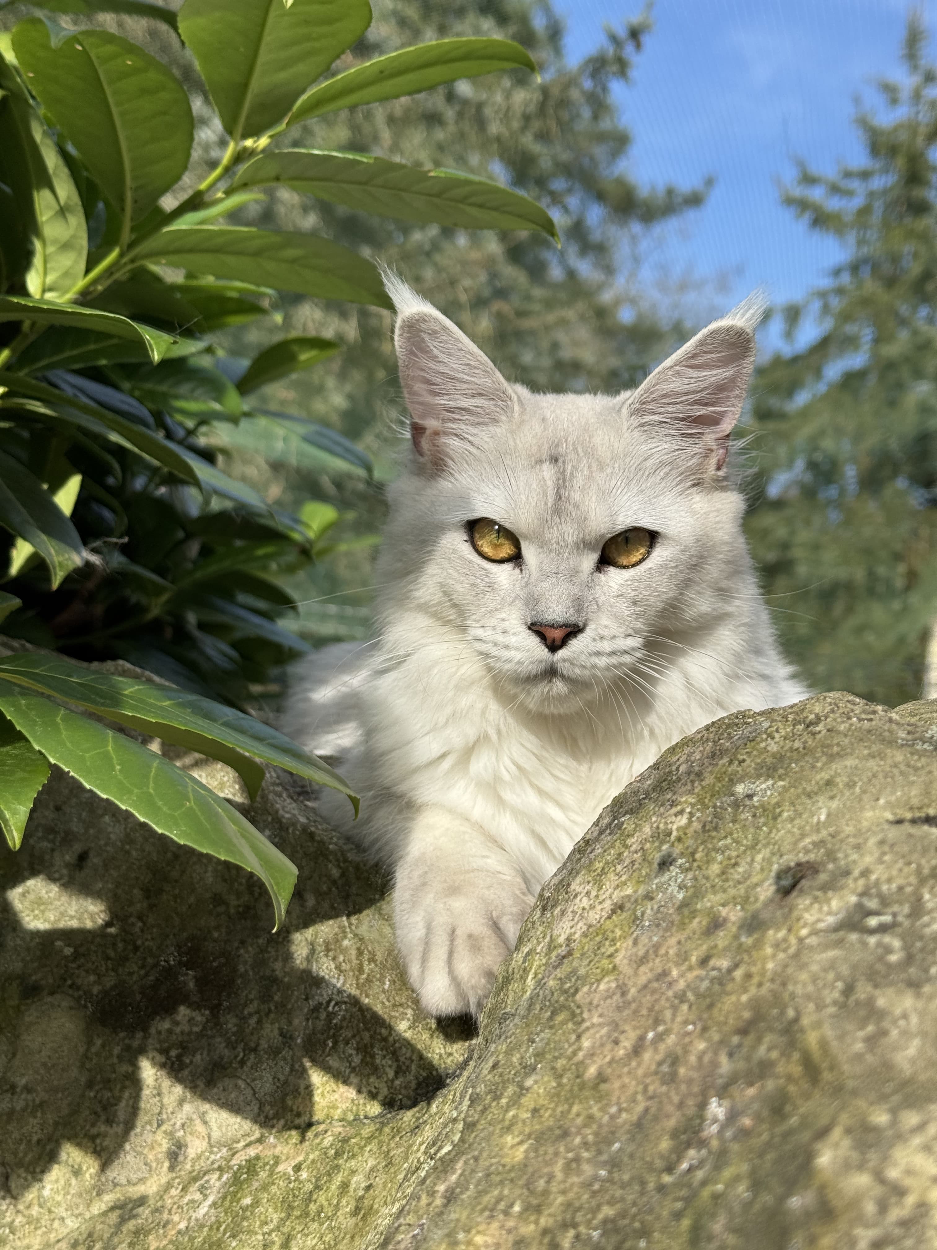 YUKI DE LA FORET DE SAPINS