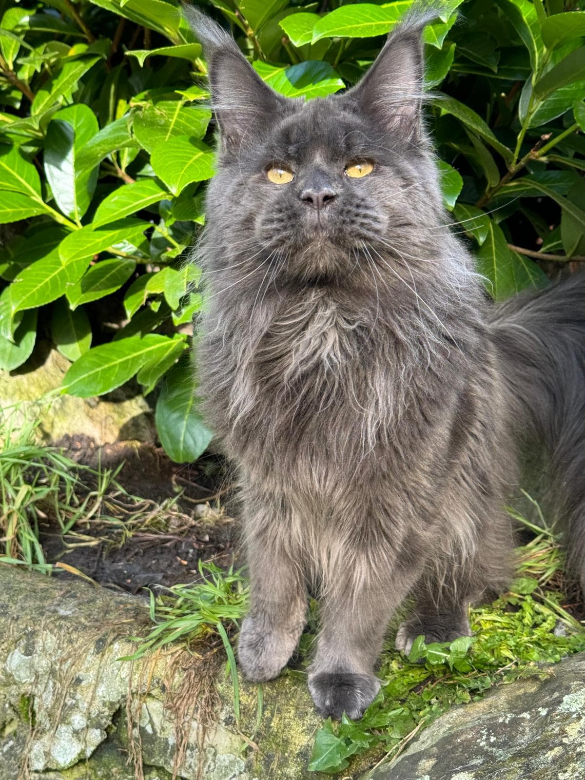 WILDBEAUTY COON SOCRATE